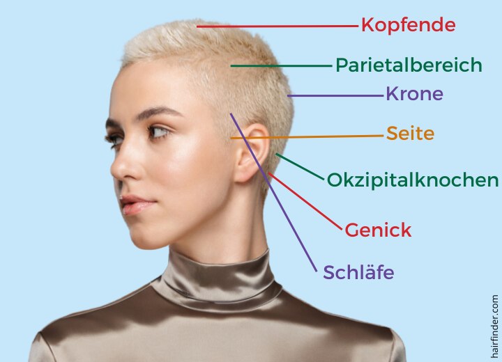 Die verschiedenen Teile des Kopfes für das Haarschneiden